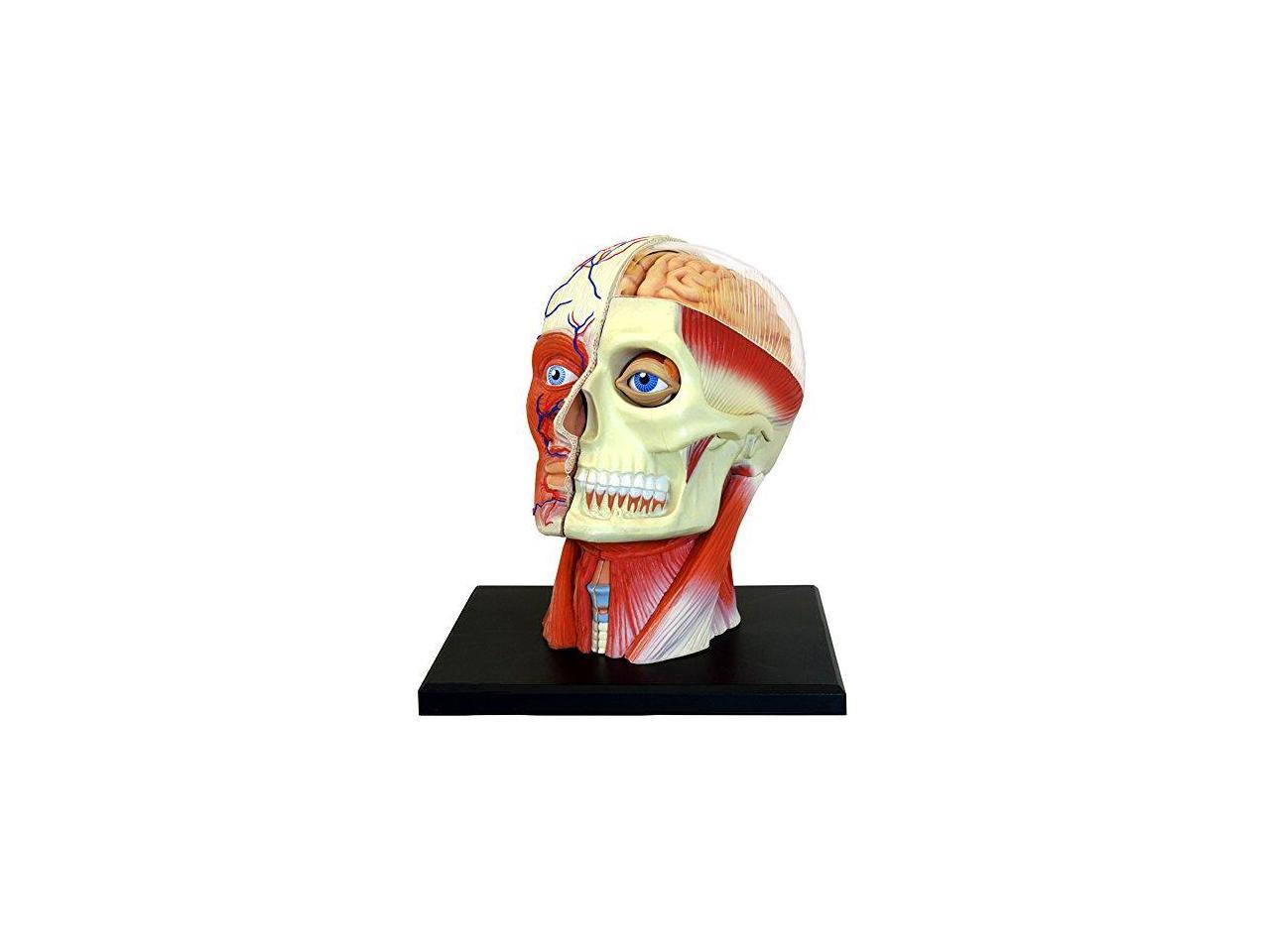 4D Vision Human Head Anatomy Model